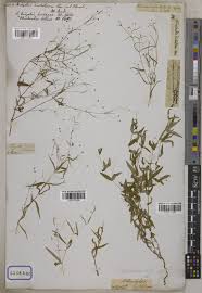 Image result for Oldenlandia affinis