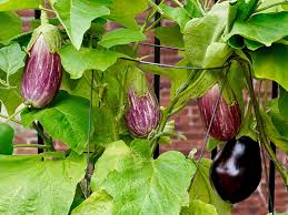 Gently place the seedlings in the holes and fill the space around their roots with soil. How To Grow Eggplants In Containers
