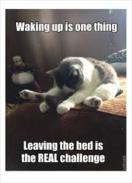 1 The 5 Stages Of My Life 2 Challenge Not Accepted 3 Morning Memes The Most Brutal 5 Minutes Funny Good Morning Memes Funny Animal Jokes Funny Animal Memes