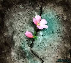 Sweet Dream Escape Bloom Where Youre Planted Flower Art Bloom