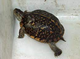 Ini merupakan obat herbal yang telah terbukti mampu mengatasi serangan jamur. Obat Alami Untuk Menjaga Kesehatan Kura Kura Drh Fira Sovica