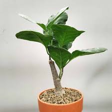 Image result for Fockea multiflora