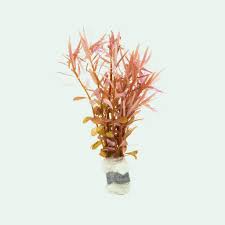 Image result for Rotala submersa