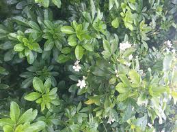 A huge number of trees and shrubs boast white flowers. Plant Identification White Flowers Bbc Gardeners World Magazine