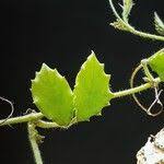 Image result for Cyphostemma adenocaule