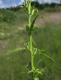 Image result for Eriospermum seineri