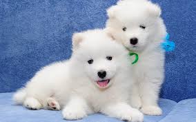 We did not find results for: Samoyed Dog Puppy Cute Animals White Puppy Dogs Pets Samoyed Hd Wallpaper Peakpx