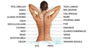 La Colonne Vertebrale Est Connectee Aux Organes Internes Sante Beaute Organes Internes Acupression