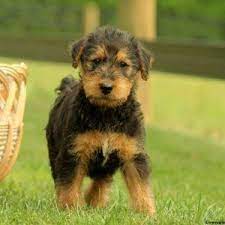 Airedale Terrier Puppies For Sale Greenfield Puppies Airedale Terrier Puppies Greenfield Puppies Terrier Puppies