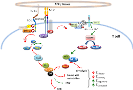 Frontiers The Pd1 Pd L1 2 Pathway From Discovery To Clinical Implementation Immunology