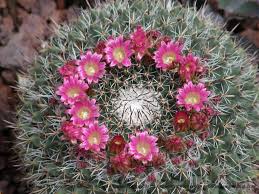 En su hábitat natural, la llama azul forma densos bosques de cactus y puede alcanzar alturas de 30 pies. Los 10 Cactus Mas Utilizados En Jardines Y De Facil Mantenimiento