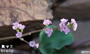 Image result for Commicarpus helenae