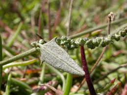 Image result for Psilotrichum patulum