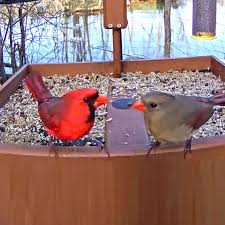 Birds Of A Feather 2020 Episodes Cornell Feederwatch Cam In 2020 What Is A Bird Backyard Birds Bird Care