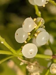 Image result for Salvadora