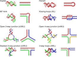We did not find results for: In Vivo Production Of Rna Nanostructures Via Programmed Folding Of Single Stranded Rnas Nature Communications