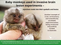 The Countless Hidden Beings Suffering In Labs Around The World They Re Out There Right Now Being Intenti Stop Animal Testing Stop Animal Cruelty Animal Help