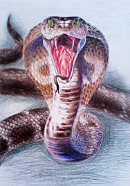 All of the known cobras are venomous and many are capable of rearing upwards and producing a hood when threatened. King Cobra Cobra Art Snake Drawing King Cobra Snake