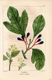 Image result for Sium repandum