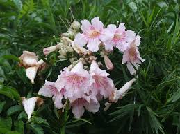 Image result for Podranea