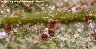 There are also plant specific mites such as spruce mites or honey locust spider mites. Red Spider Mites On Plants 9 Effective Ways To Kill Spider Mites