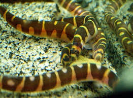 I just received my kuhli loaches today and am very pleased, i bought 5 and they were all alive, active, and i love the 2 banded kuhli loaches. Kuhli Loach Pangio Kuhlii Aquarium Fish Paradise Adelaide Sa