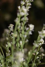 Image result for Lepidium bonariense