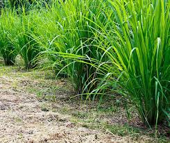 Image result for Cymbopogon