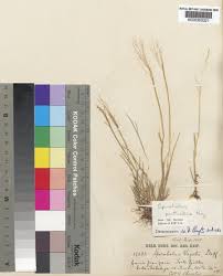 Image result for Sporobolus pectinellus