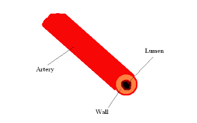 The mammalian heart contains four chambers connected to four major blood vessels. Wikijunior Human Body Blood Vessels Wikibooks Open Books For An Open World