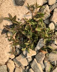 Image result for Eschenbachia stricta