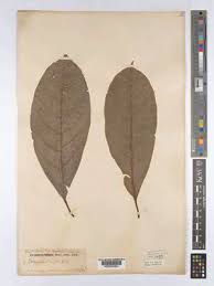 Image result for Caloncoba crepiniana