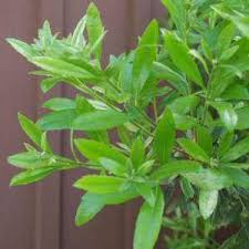 Image result for Myrica salicifolia