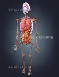 Image result for internal organs