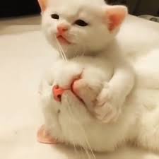 Look At My Mommy She Is Sleeping But Beautiful She Is Mine Just Mine I Love My Mommy Video Cute Funny Animals Cute Baby Animals Cute Cats And Kittens