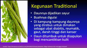 Check spelling or type a new query. Khasiat Pokok Kelor Youtube