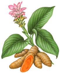 Maybe you would like to learn more about one of these? Reblogged Turmeric Illustration Of The Plant With Its Flower And Its Root Turmeric Plant Herbs Illustration Plants