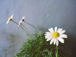 Daisy Flower
