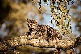 Cats are careful about what they eat, so poisoning is generally rare. What Plants Are Poisonous To Cats Canna Pet