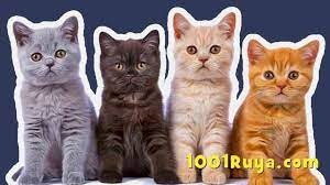 ruyada kedi gormek yavru kedi gormek beyaz kedi sevmek