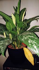 Stress can also cause yellowing leaves. What S Up With My Chinese Evergreen Flowers Have Appeared But 1 Or 2 Leaves Along The Lower Edges Keep Turning Yellow Each Time I Remove The Previous Yellow One It Looks Healthy