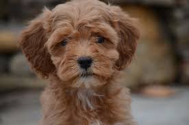 The goldendoodle is a result of breeding a golden retriever and a poodle together. Best Goldendoodles