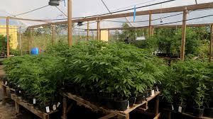 Aphria, tilray stocks jump after report that cannabis companies are discussing merger. Aphria Profit Didn T Come From Selling Marijuana Marketwatch