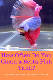 Using a mini heater is the perfect solution. How Often Do You Clean A Betta Fish Tank Betta Fish Tank Betta Fish Fish Tank Cleaning
