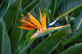 Caroline Blau Wilcox