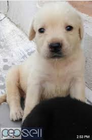 German shepherd puppies in palakkad. Lab Pappies Palakkad Free Classifieds
