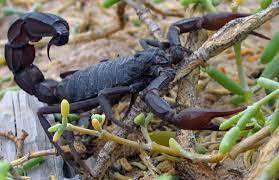 Scorpions are predatory arachnids of the order scorpiones. Skorpione Wikipedia