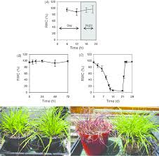 Image result for Xerophyta villosa