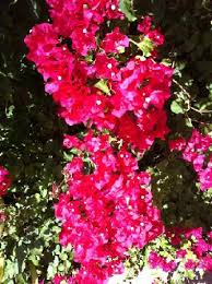 Culver city arts district and arts district residents association are proud to present this year's rockin' art walk and roll festival. Beautiful Flowers Growing Next To The Palm Trees Picture Of Courtyard By Marriott Los Angeles Westside Culver City Tripadvisor