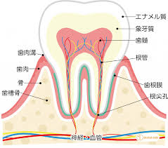 どうしたら虫歯になりにくい 青木歯科医院